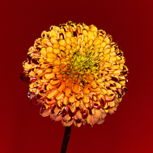 欧美成人午夜免费A片
