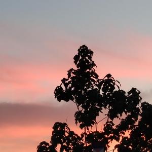 欧美成人午夜免费A片
